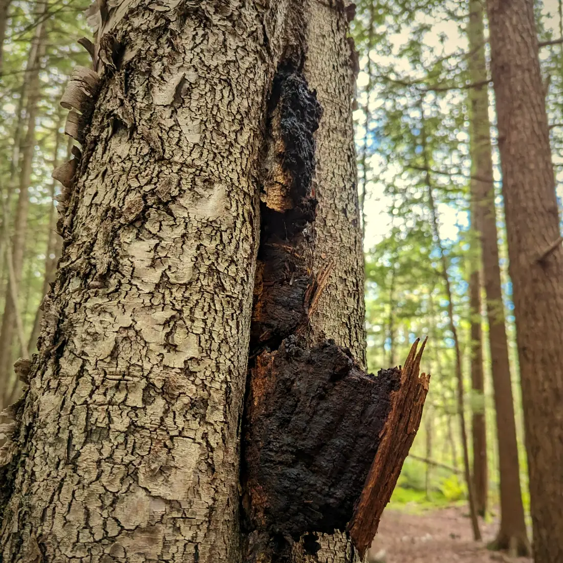 A black, cracked Chaga conk growing out of a tree trunk in a northern forest