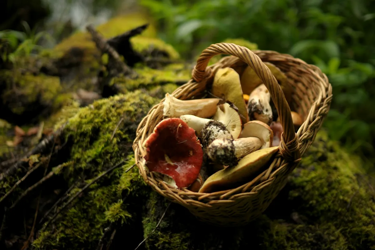 A woven basket of freshly foraged wild mushrooms resting on moss in the forest