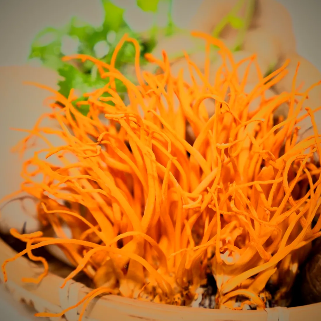 Fresh, bright orange Cordyceps militaris fruiting bodies