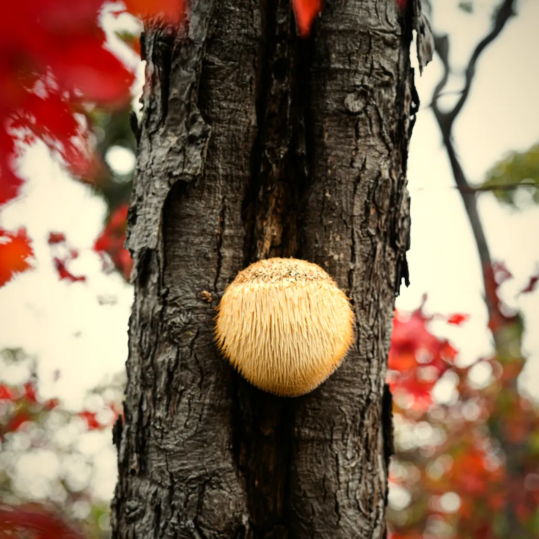 A Lion's Mane mushroom growing on a hardwood tree trunk in autumn