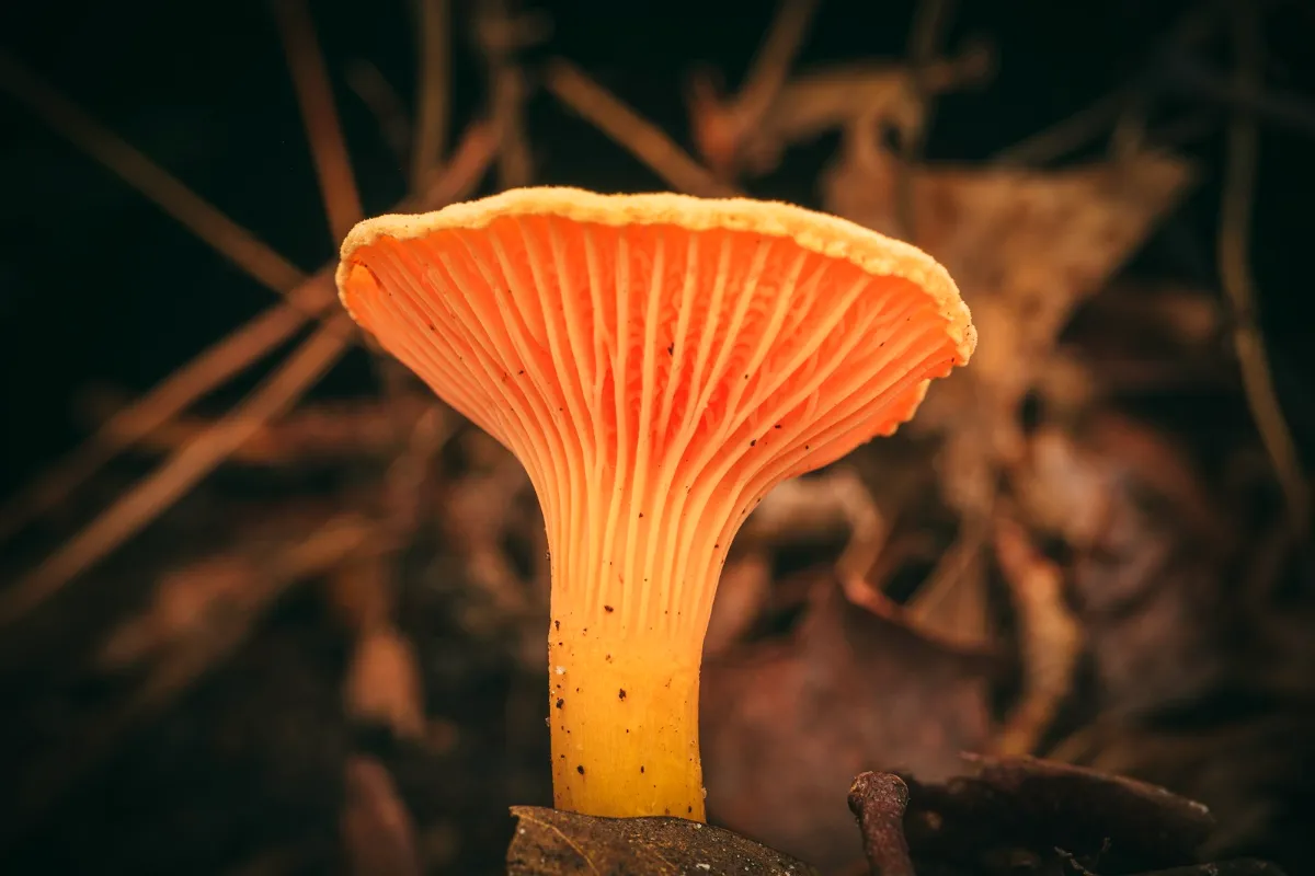The fruiting body of a wild orange mushroom, showing its gills and stem, on the forest floor