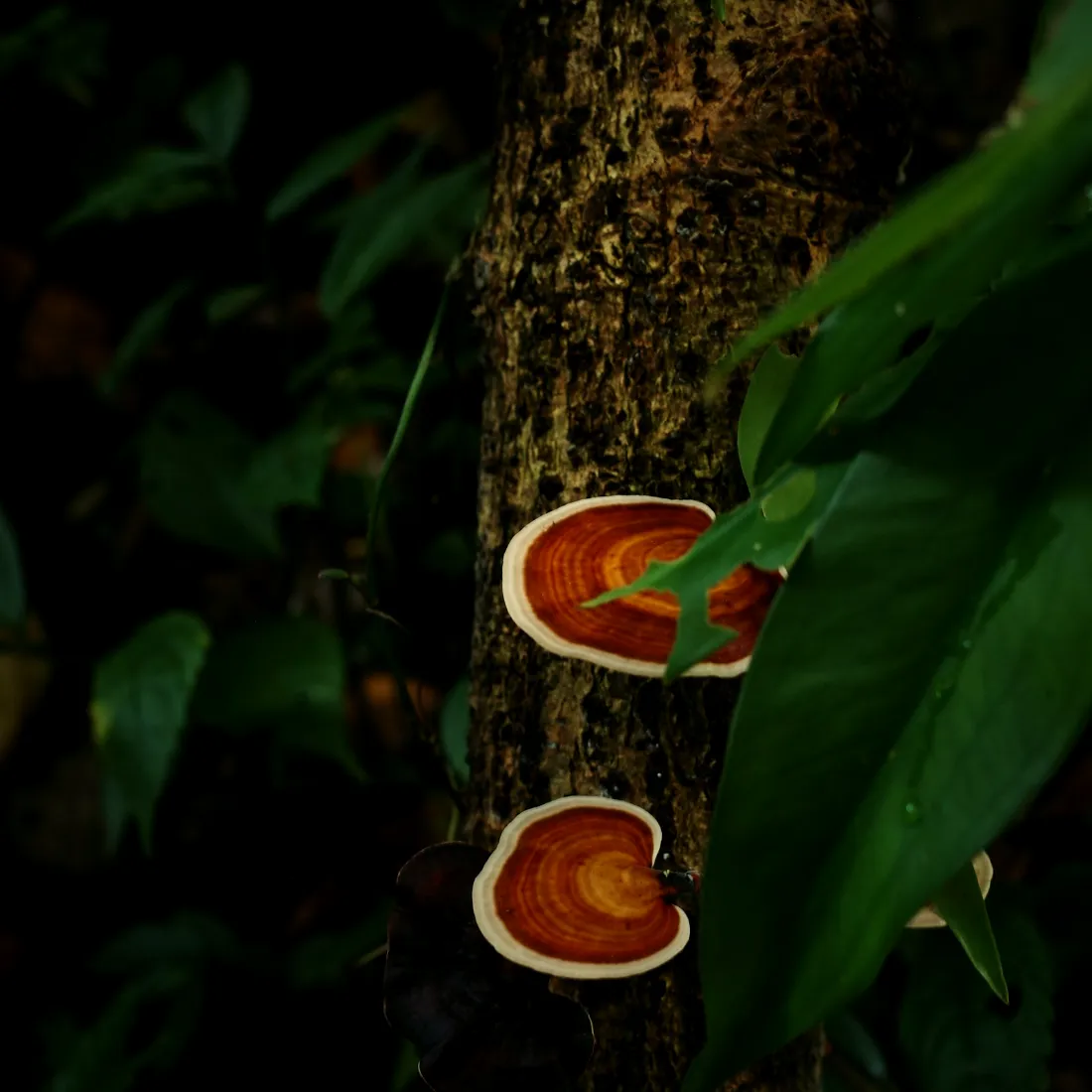 Two glossy red Reishi (Ganoderma) shelves growing on a tree trunk in a dark forest