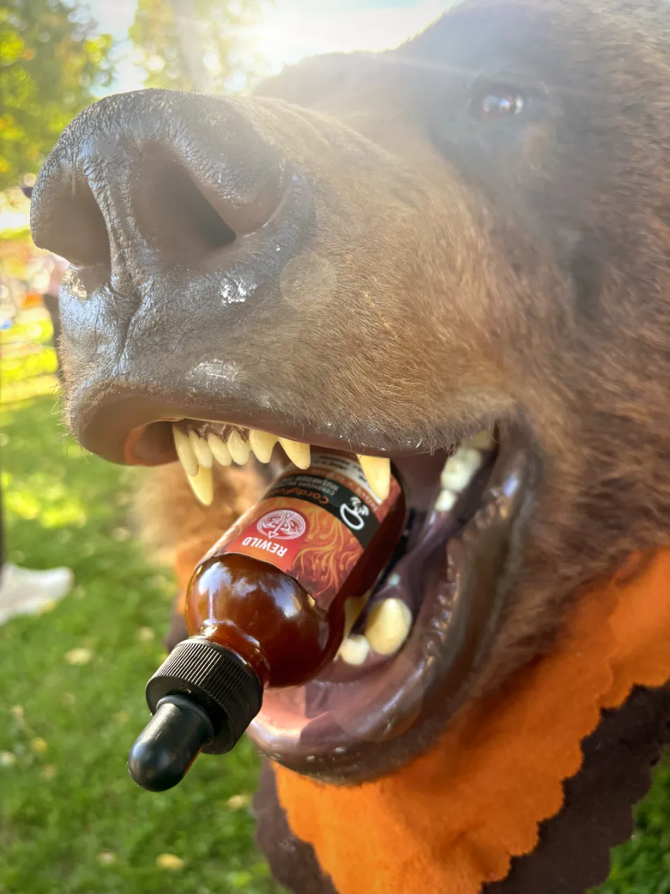 A bear at a summer festival with a bottle of Rewild Energy tincture in its teeth